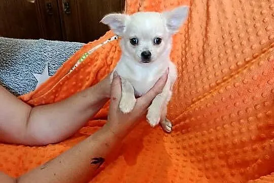 CHIHUAHUA kremowa długowłosa, Mazowieckie, Ciechanów