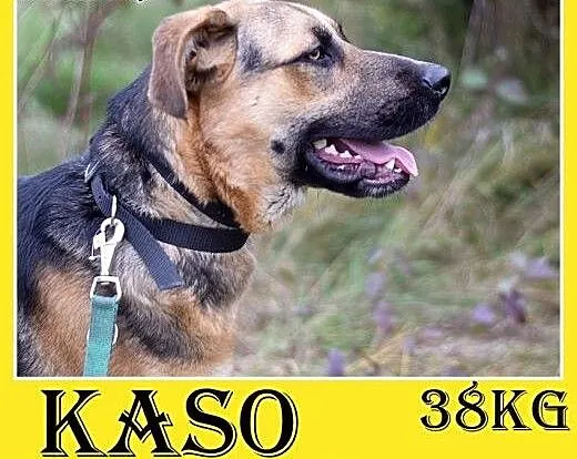 38kg,owczarek mix,młody, 1 rok,łagodny przytulak,p
