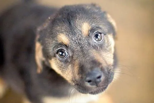 Emma, 3 miesięczna suczka, SZCZENIAK do adopcji