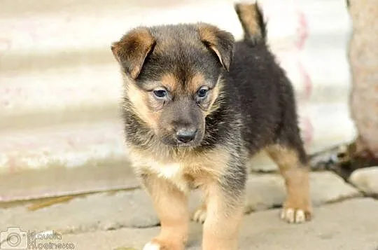 Emma, 3 miesięczna suczka, SZCZENIAK do adopcji