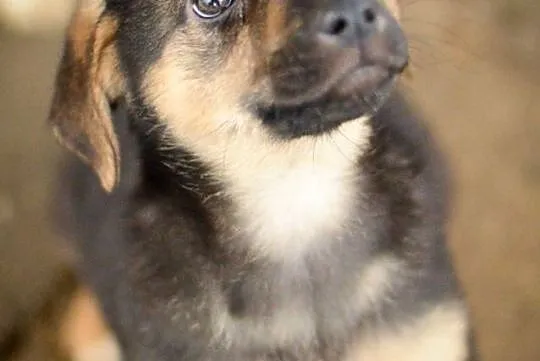 Emma, 3 miesięczna suczka, SZCZENIAK do adopcji