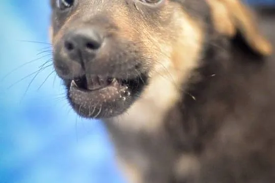 Emma, 3 miesięczna suczka, SZCZENIAK do adopcji