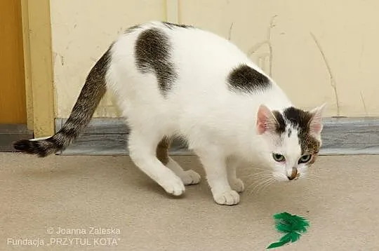 Amelia - zielonooka piękność