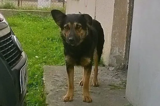 Suczka szuka domu,  mazowieckie Mińsk Mazowiecki