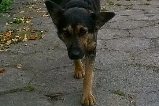 Suczka szuka domu,  mazowieckie Mińsk Mazowiecki
