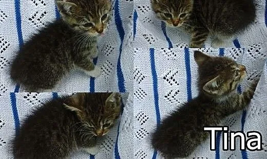 Maleńkie kotki do adopcji. Zobacz jak fajne są te