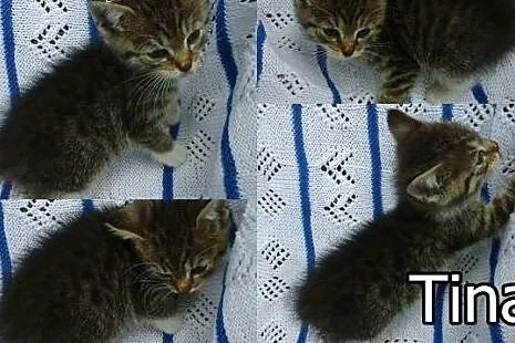 Maleńkie kotki do adopcji. Zobacz jak fajne są te 