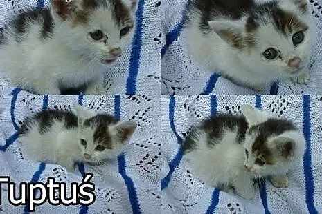 Maleńkie kotki do adopcji. Zobacz jak fajne są te 