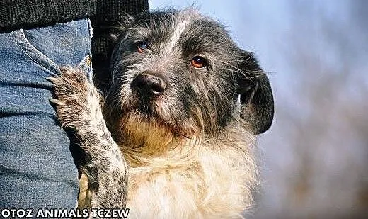 OTOZ Animals - Scoti - cudowny włochaty przystojni