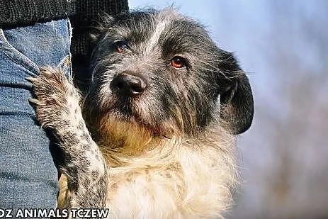 OTOZ Animals - Scoti - cudowny włochaty przystojni