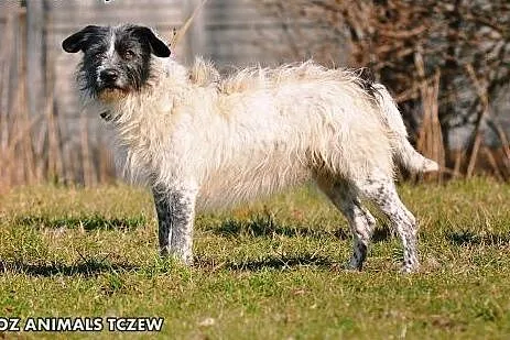 OTOZ Animals - Scoti - cudowny włochaty przystojni