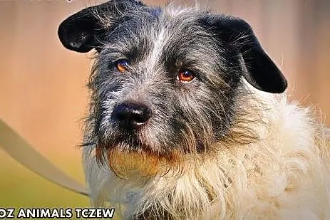 OTOZ Animals - Scoti - cudowny włochaty przystojni