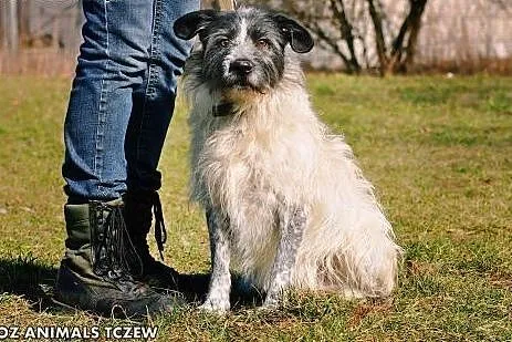 OTOZ Animals - Scoti - cudowny włochaty przystojni