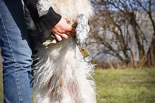 OTOZ Animals - Scoti - cudowny włochaty przystojni