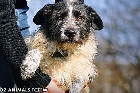 OTOZ Animals - Scoti - cudowny włochaty przystojni