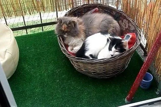 Uroczy i ciekawski  LULEK bardzo prosi o dom,  maz
