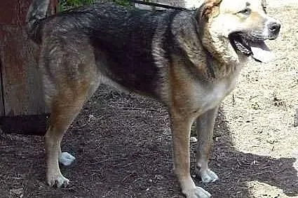 Wiarka do adopcji. Jej przyjaciel Simba znalazł ju
