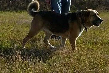 Wiarka do adopcji. Jej przyjaciel Simba znalazł ju