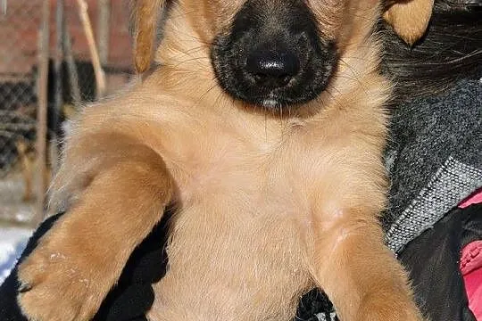 Teodor i Mańka, 12 tygodniowe SZCZENIĘTA DO ADOPCJ