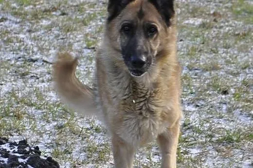Saba, młoda, posłuszna suczka OWCZAREK NIEMIECKI adopcja,  Kundelki cała Polska