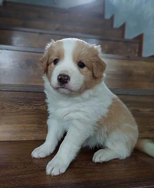 Border collie szczenięta ee-red po przebadanych rodzicach, Małopolskie, Tarnów