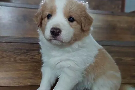 Border collie szczenięta ee-red po przebadanych rodzicach