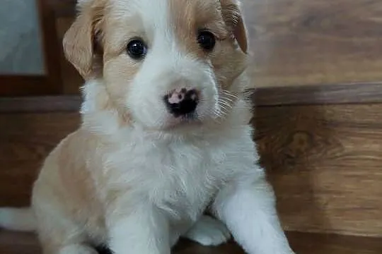 Border collie szczenięta ee-red po przebadanych rodzicach, Małopolskie, Tarnów