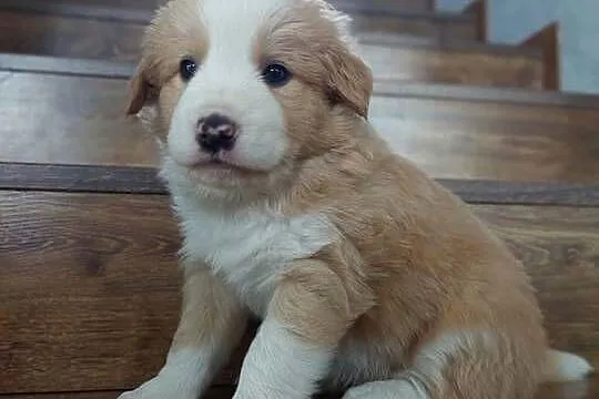 Border collie szczenięta ee-red po przebadanych rodzicach, Małopolskie, Tarnów