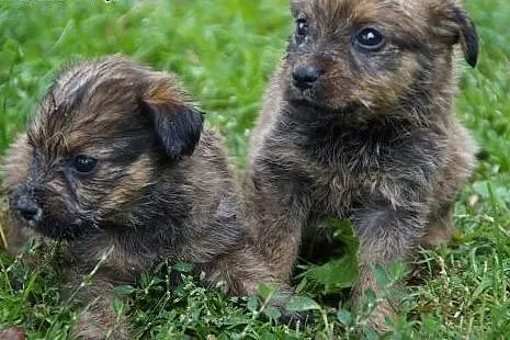 6 maleńkich ślicznych szczeniąt szuka domu :) !,  