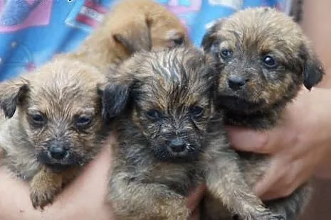 6 maleńkich ślicznych szczeniąt szuka domu :) !,  