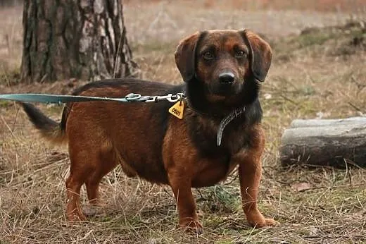 Smiley.Miłość jest za darmo...  ,  kujawsko-pomors