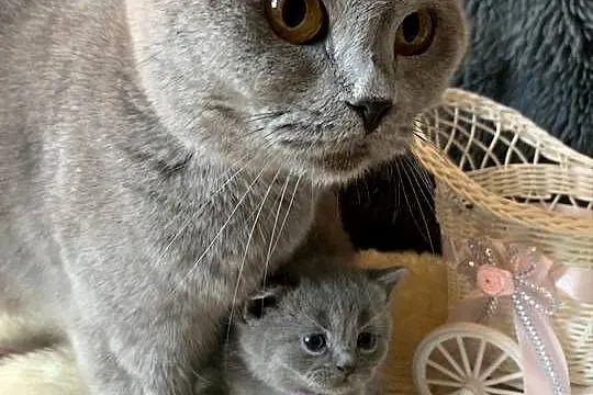 Brytyjczyk kocurek brytyjski, Łódzkie, Piorunówek