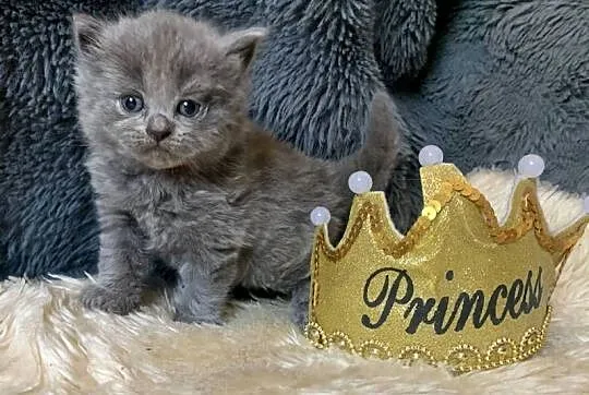 Brytyjczyk kocurek brytyjski, Łódzkie, Piorunówek