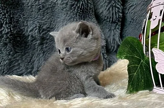 Brytyjczyk kocurek brytyjski, Łódzkie, Piorunówek