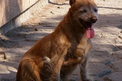 Czika szuka domku gdzie będzie kochana i spędzi re