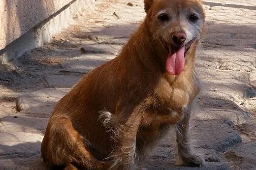 Czika szuka domku gdzie będzie kochana i spędzi re