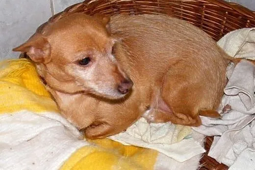 Czika szuka domku gdzie będzie kochana i spędzi re