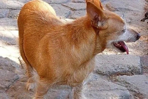 Czika szuka domku gdzie będzie kochana i spędzi re