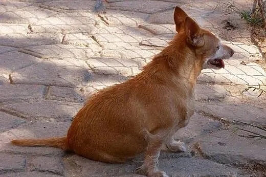 Czika szuka domku gdzie będzie kochana i spędzi re