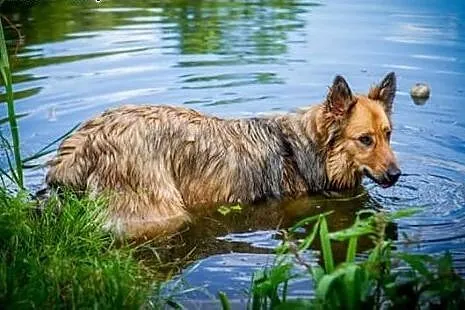 Cudna sunia szuka kochającego domku,  dolnośląskie