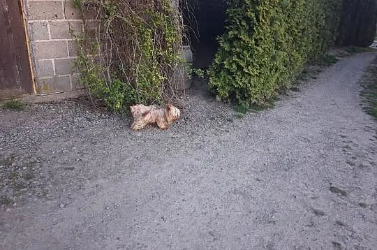 York terier piesek, Podkarpackie, Łańcut