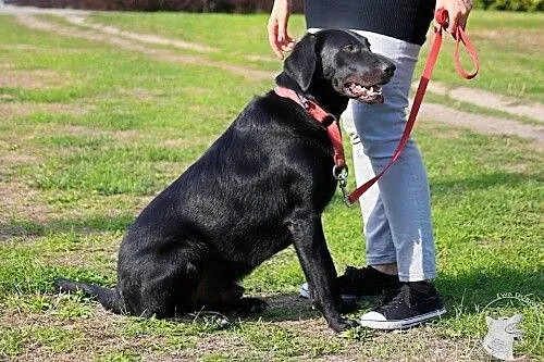 Blacky - potraktowany jak zabawka, skazany na kosz
