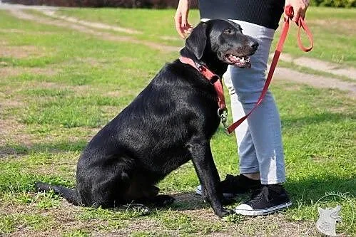 Blacky - potraktowany jak zabawka, skazany na kosz