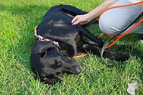 Blacky - potraktowany jak zabawka, skazany na kosz