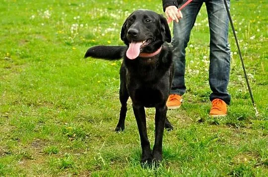 Blacky - potraktowany jak zabawka, skazany na kosz