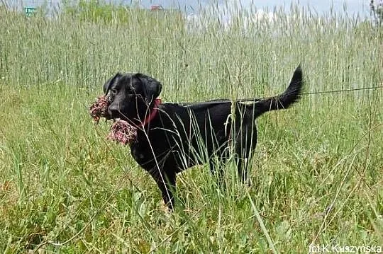Blacky - potraktowany jak zabawka, skazany na kosz