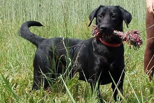 Blacky - potraktowany jak zabawka, skazany na kosz