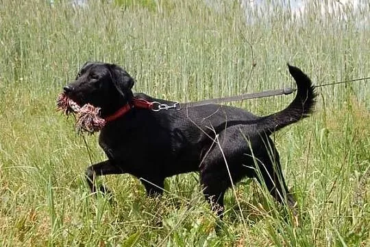 Blacky - potraktowany jak zabawka, skazany na kosz