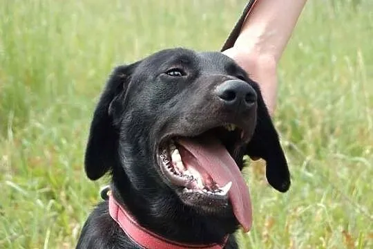 Blacky - potraktowany jak zabawka, skazany na kosz