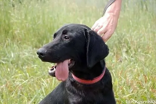 Blacky - potraktowany jak zabawka, skazany na kosz